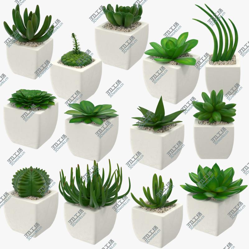 images/goods_img/2021040233/23 Succulents Collection/2.jpg